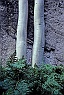 Aspen Trunks, Ferns, & Granite